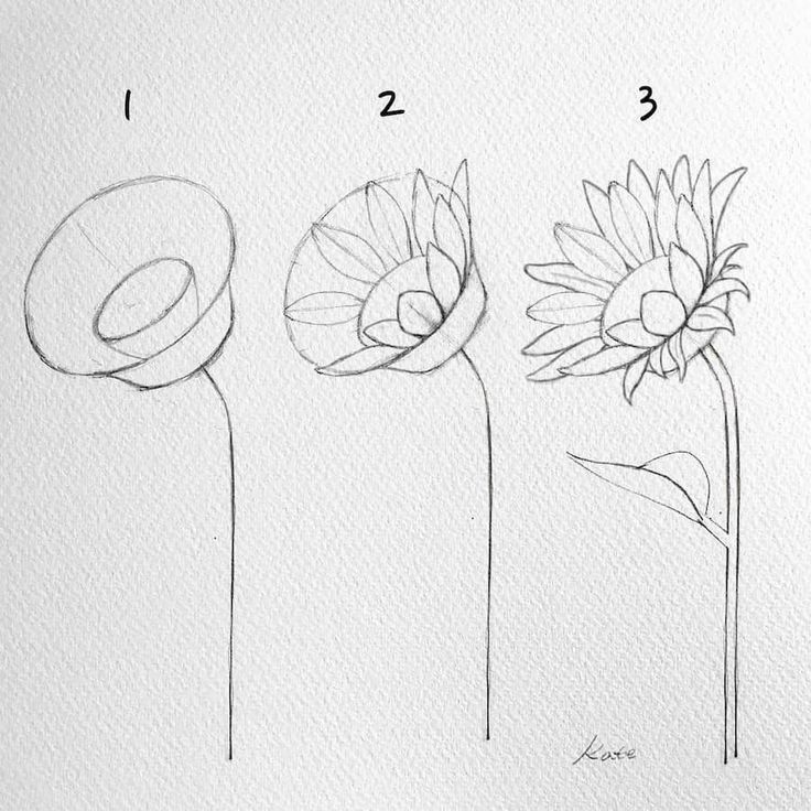 Cách vẽ hoa hướng dương