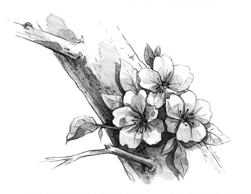 Tranh ký họa hoa 7