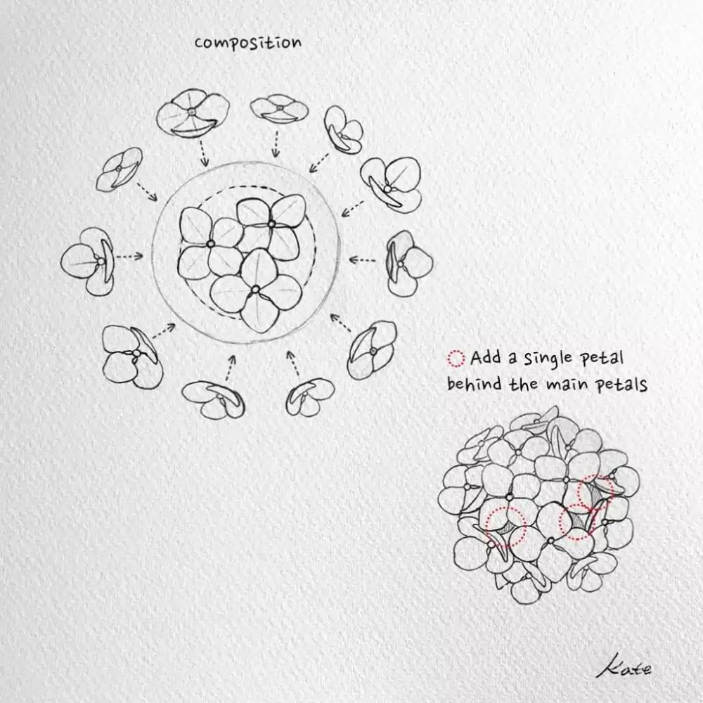 Phát triển các cánh hoa