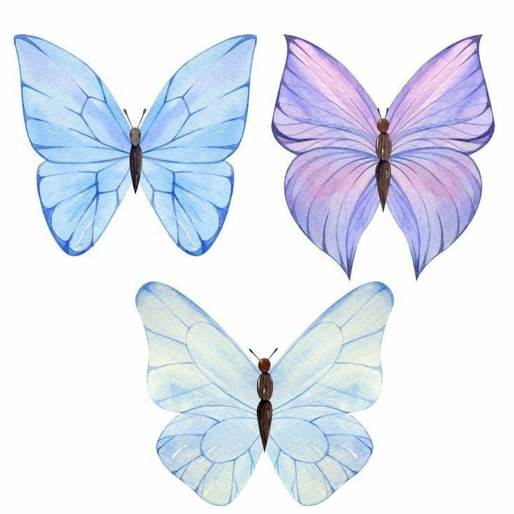 Tranh vẽ con bướm đẹp