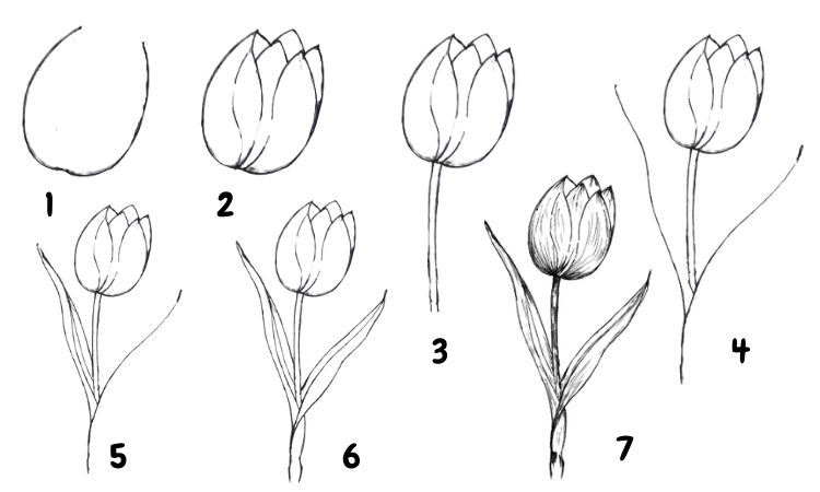 Cách vẽ hoa tulip