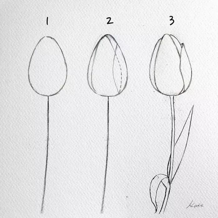 Cách vẽ hoa tulip
