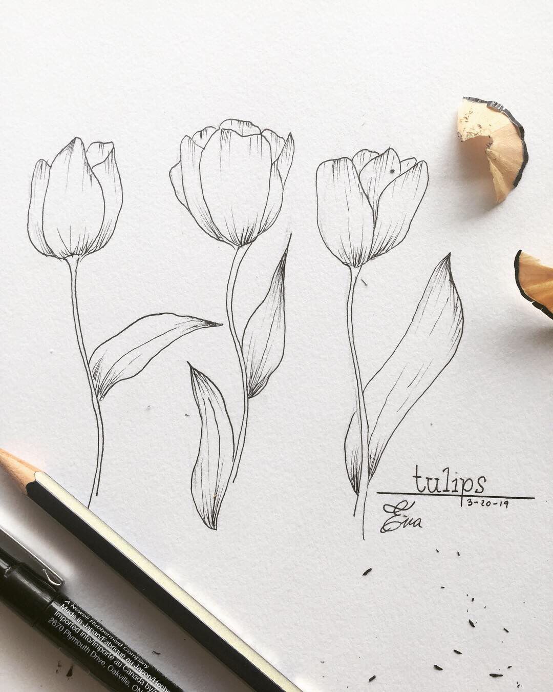 Tranh vẽ hoa tulip đẹp