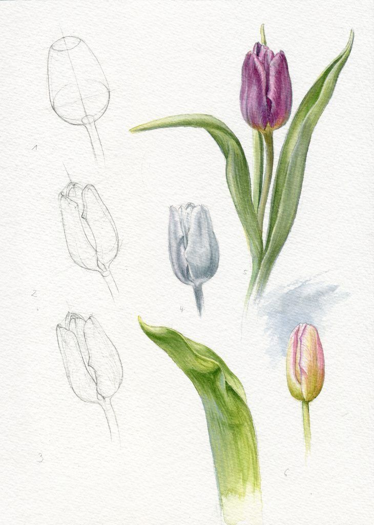 Tranh vẽ hoa tulip đẹp