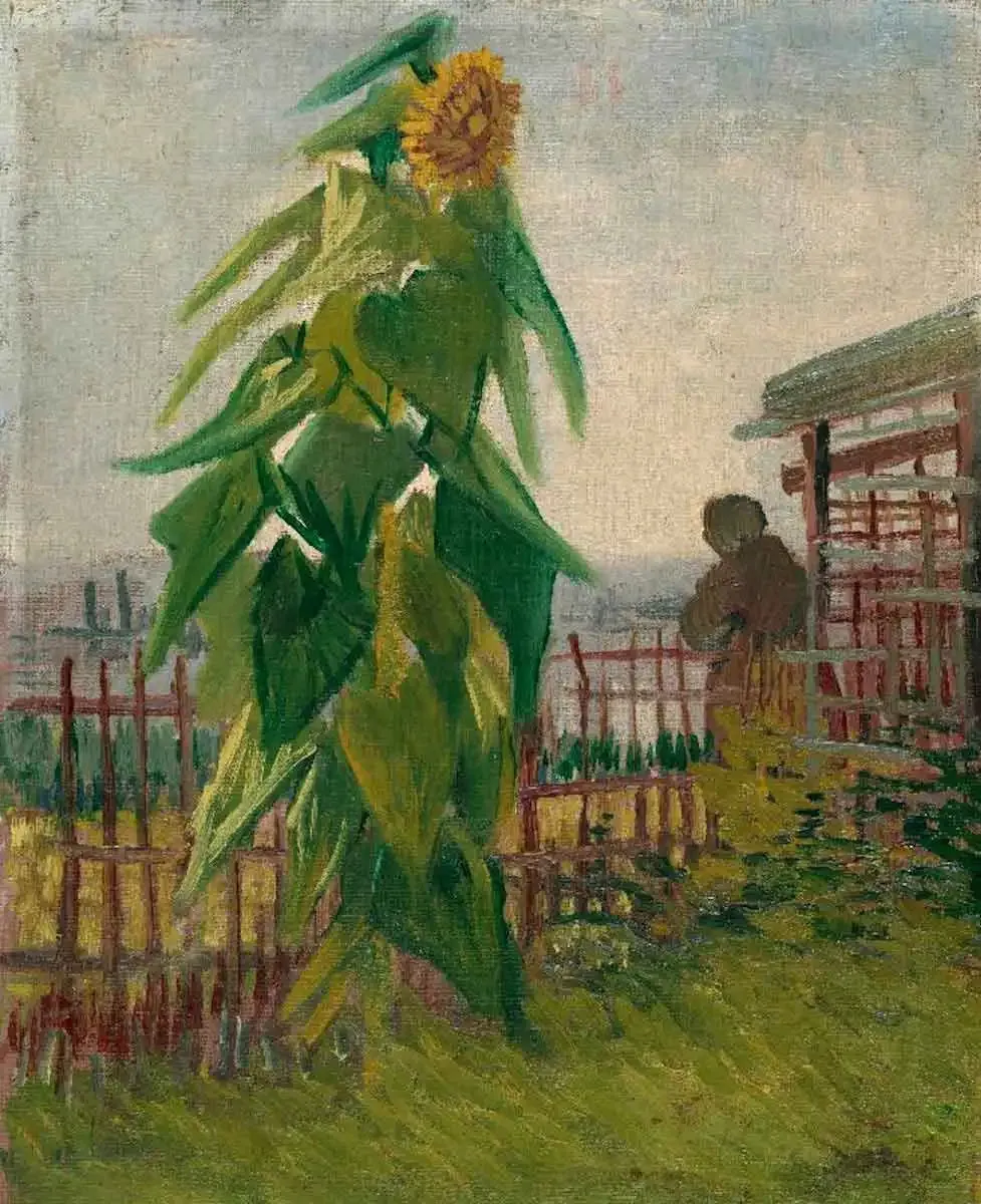 Góc trồng hoa hướng dương Van Gogh - Paris, 1887 Góc trồng hoa hướng dương Van Gogh - Paris, 1887