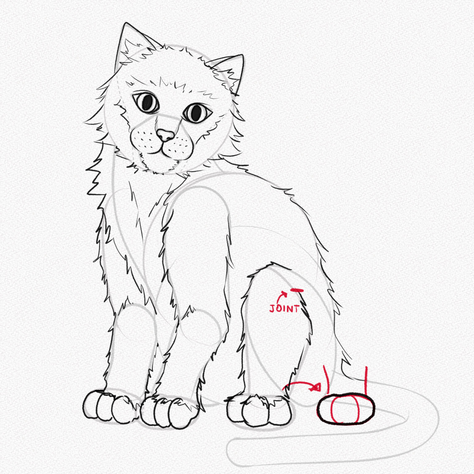 hướng dẫn vẽ chân sau mang lại mèo