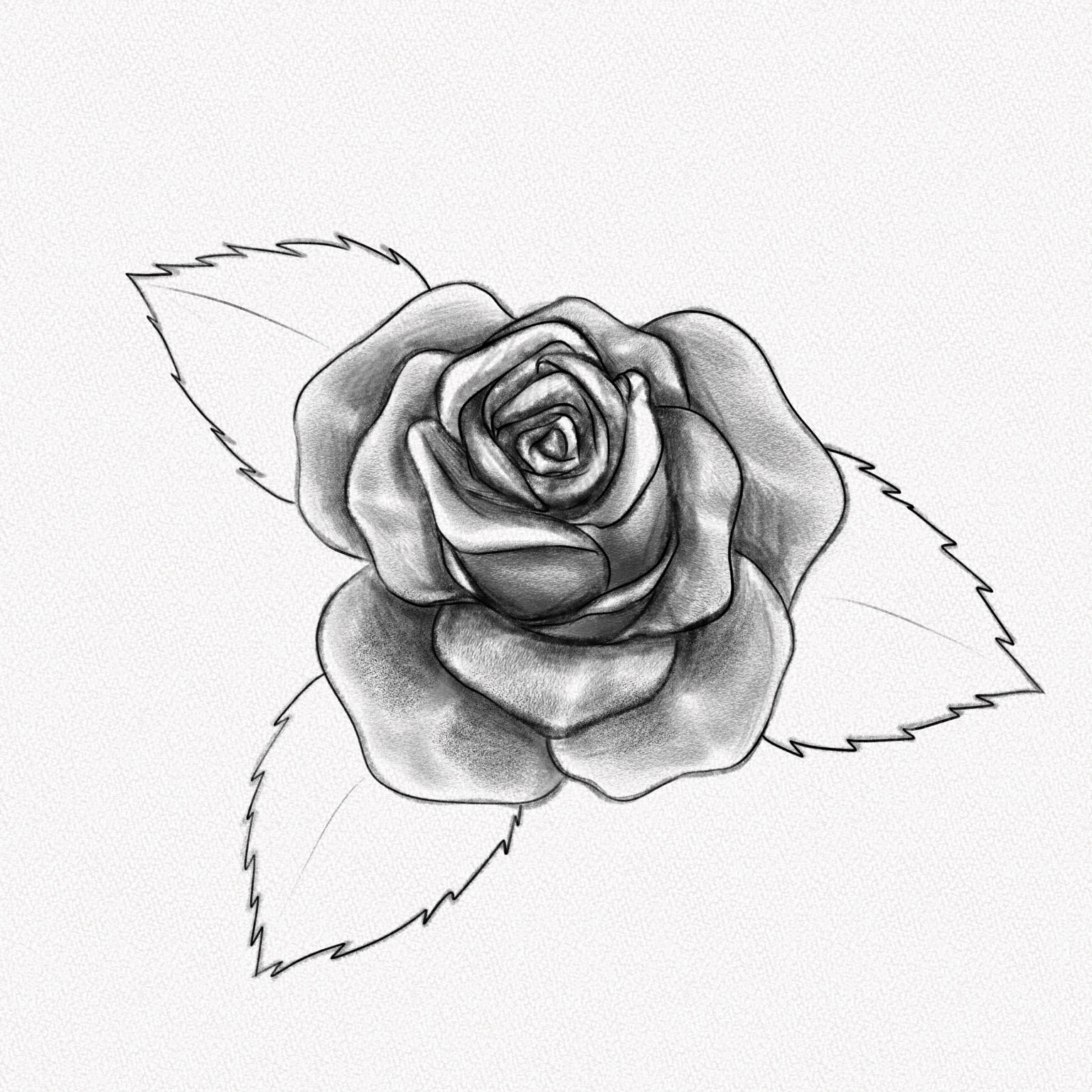 Vẽ Hoa Hồng bằng bút chì  How to draw a Rose  YouTube