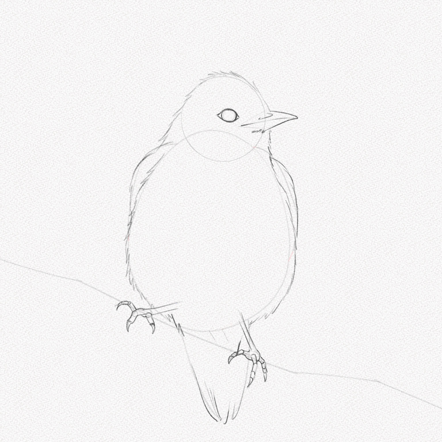 Học Cách Vẽ Chim Đơn Giản Với 31 Bước | Mỹ Thuật Bụi