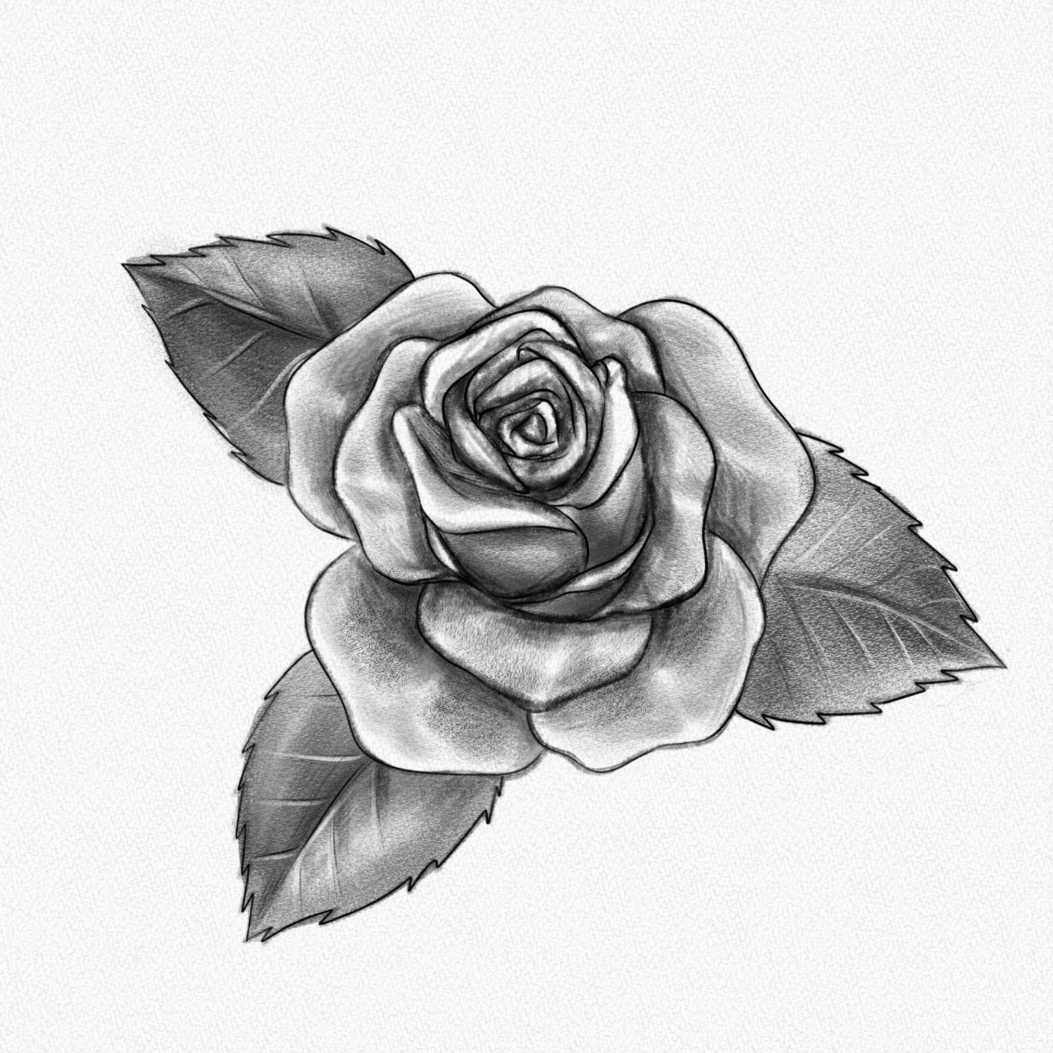 Cách vẽ đẹp Vẽ hoa hồng bút chì lên giấy A4
