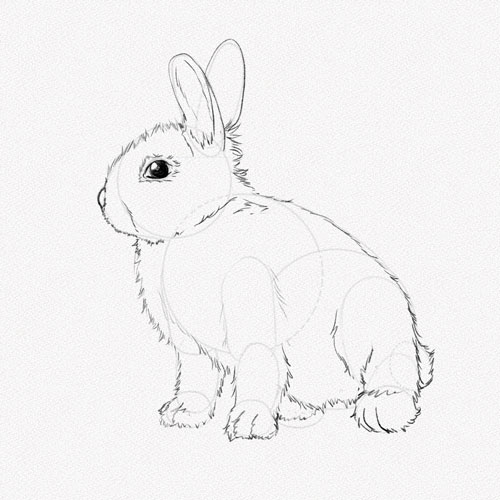 Phác thảo thân thỏ