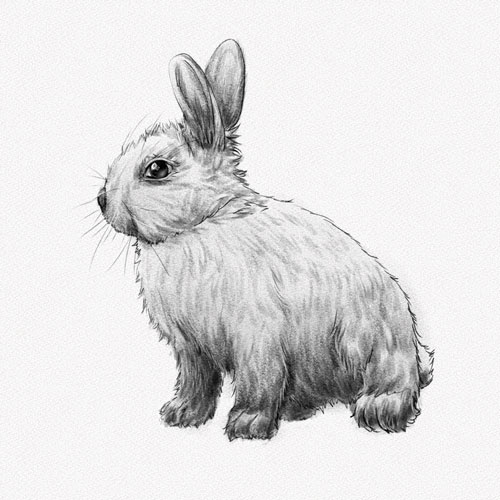Học vẽ con thỏ
