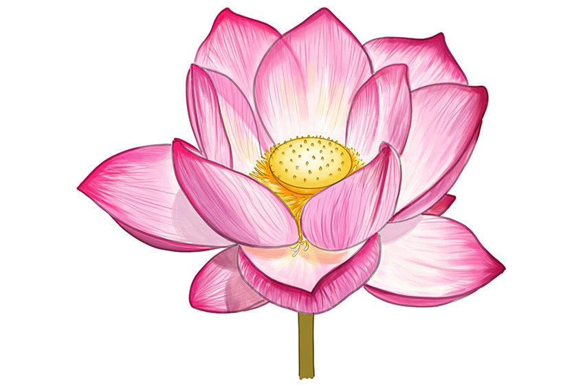 Học cách vẽ hoa sen - với 14 bước cơ bản | Mỹ Thuật Bụi