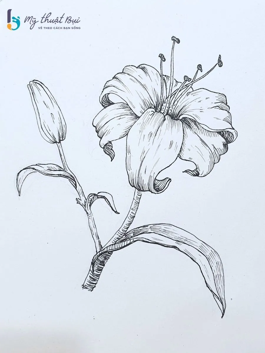 Tranh ký họa hoa 5 Tranh ký họa hoa 5
