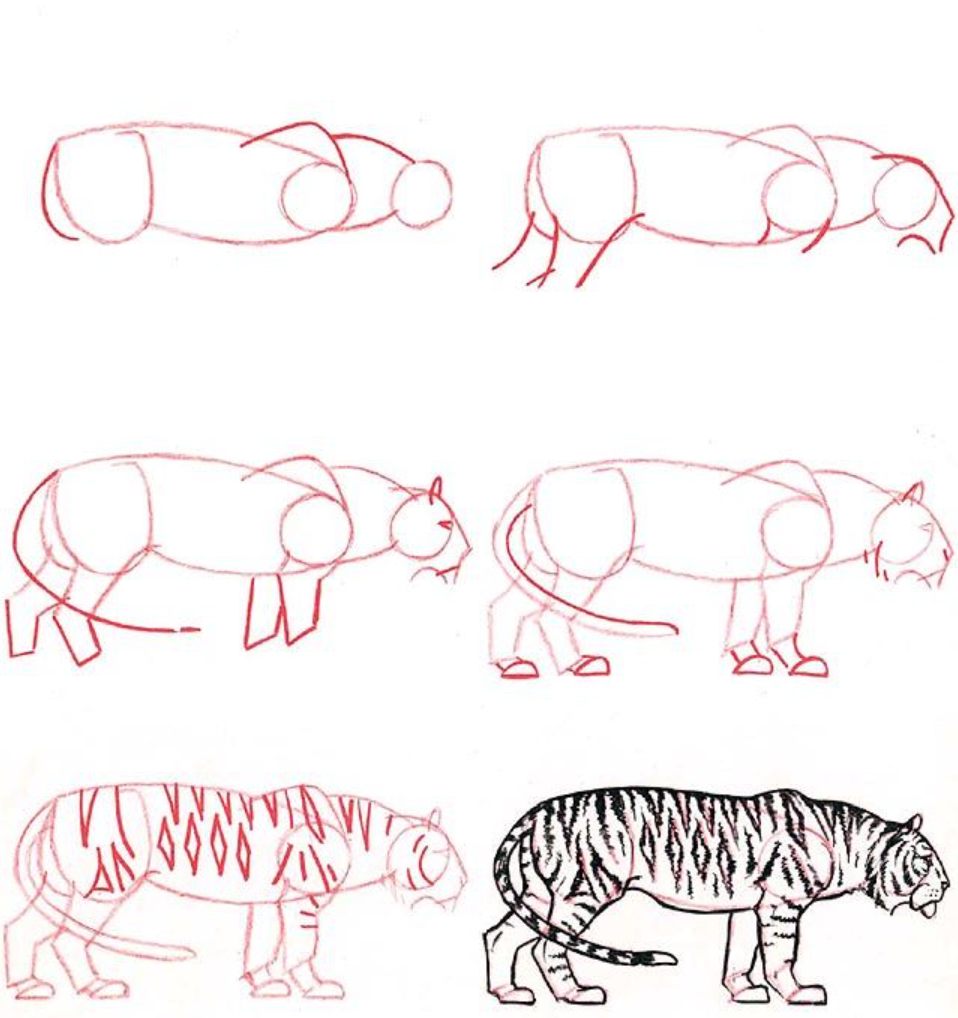 Vẽ con hổ