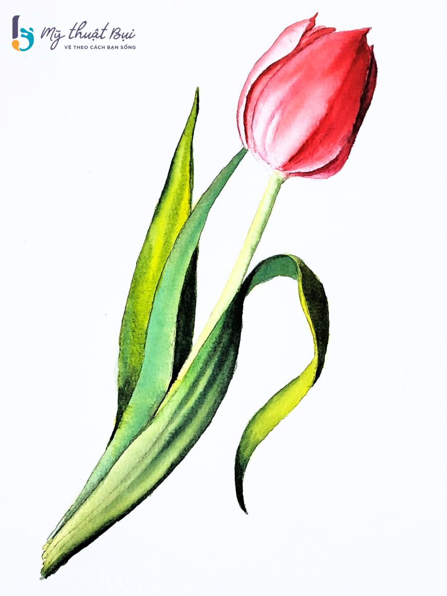 nhuy hoa tulip