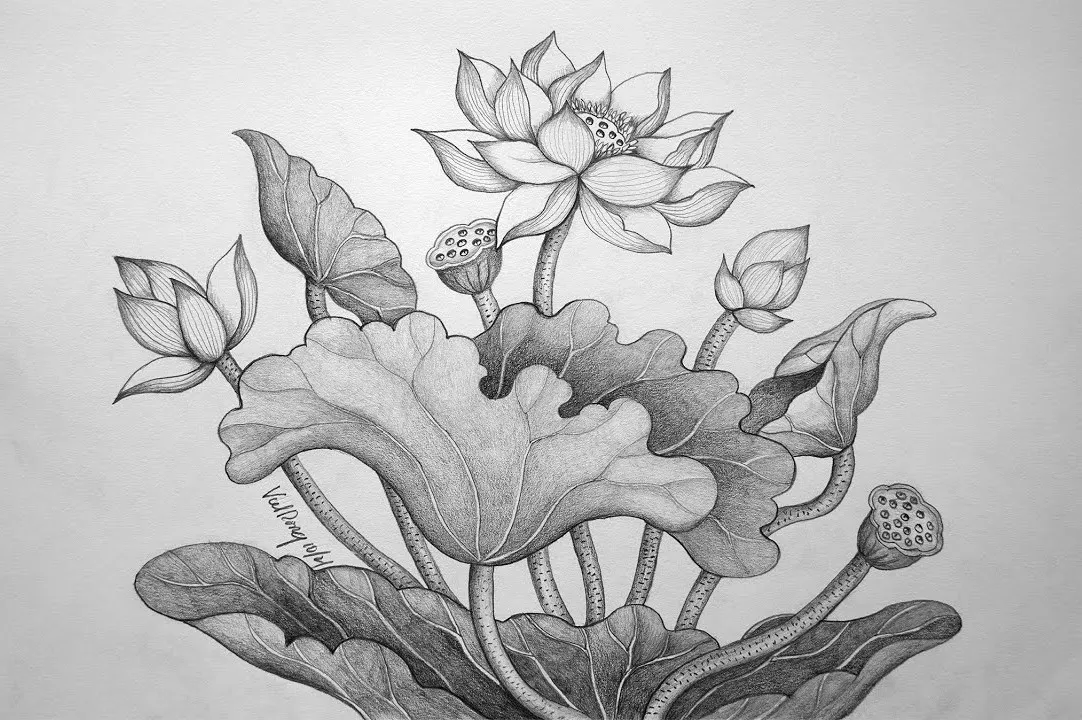 Tranh vẽ hoa sen bằng bút chì Tranh vẽ hoa sen bằng bút chì