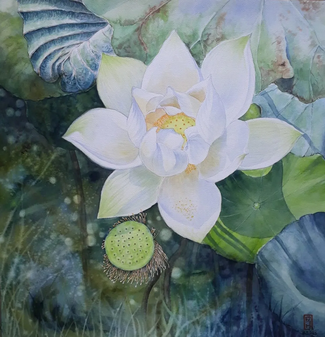 Tranh vẽ hoa sen bằng màu nước Tranh vẽ hoa sen bằng màu nước
