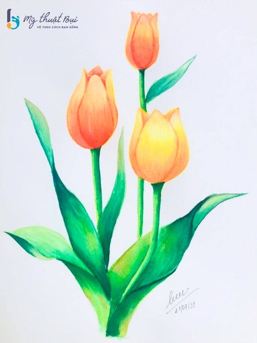 tulip ve hoa